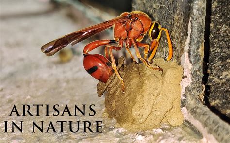 Nature inFocus Film Awards 2020: The Winners | Nature inFocus