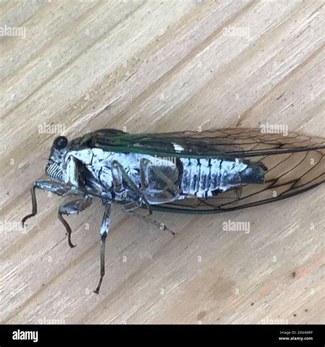 Dog-day Cicadas (Neotibicen) Insecta Stock Photo - Alamy