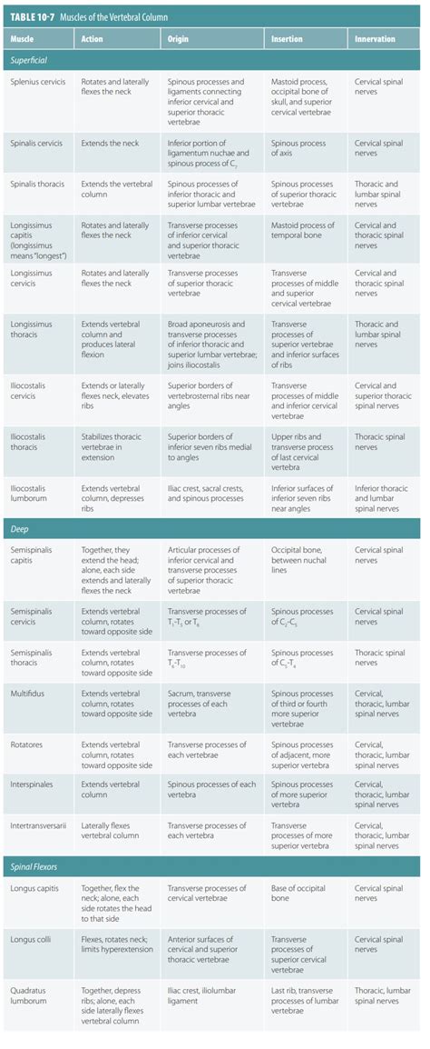 Image result for Muscle Structure Classifications