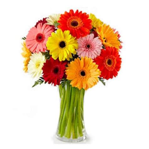 Send Gerbera Daisy Bouquet Online - GAL22-103096 | Giftalove