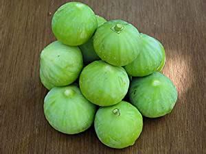 EVOY -PACV - Hybrid Round Gourd Tinda Vegetable 150 Seeds D132 : Amazon ...