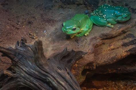 Tree Frog Range 的图像结果