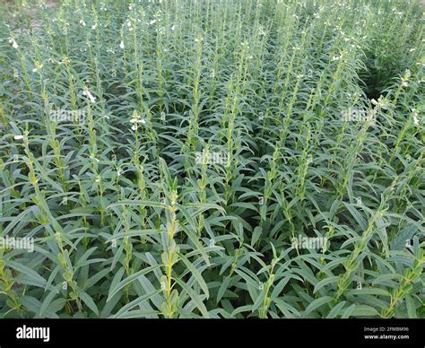 Sesame seed flower on tree in the field, Sesame a tall annual ...