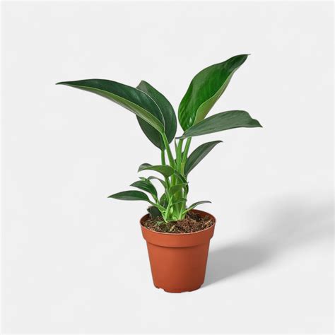 Buy Philodendron Congo Plant online at best price