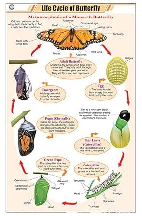 STZ19 | TeachingNest Life Cycle of Butterfly Chart (58x90cm) | English ...