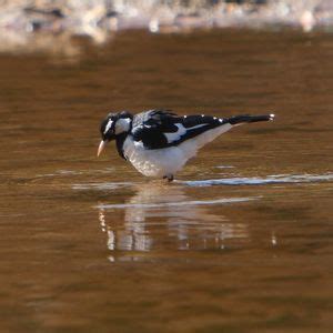Lightning Swamp, Noranda- morning excursion, Lightning Swamp, Perth, 27 ...