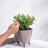 Ugaoo: India's No.1 Online Plant Store| Buy Seeds & gardening products