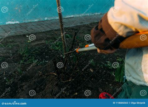Pruning Roses Early in the Spring. Formation of a Rose Bush by a ...