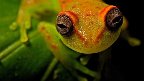 Tree Frog Desktop 的图像结果