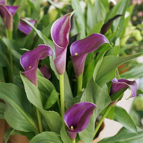 Stunning Purple Calla Lily Bulbs For Sale Online | Calla Regal – Easy ...