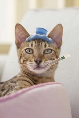 5 common signs your pet might be sick