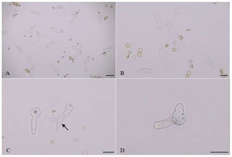 Microsporogenesis, Pollen Ornamentation, Viability of Stored Taxodium ...