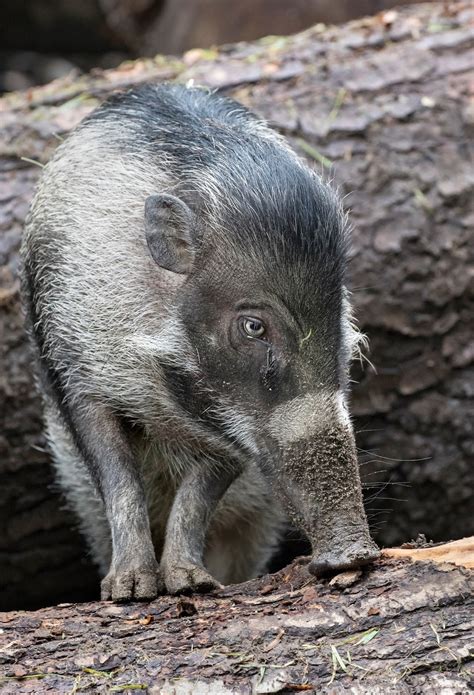 Three little beauties: Visayan warty pigs