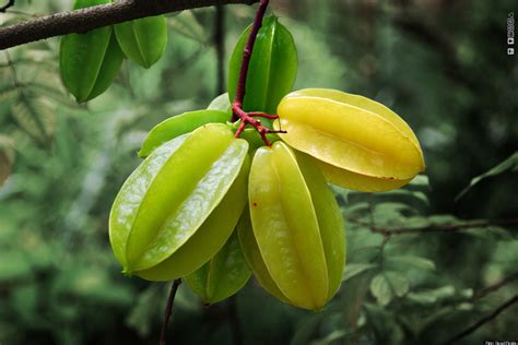 Star Fruit (Or Carambola): The Tropical Treat We Are Obsessed With ...