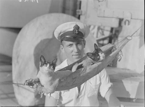 Did You Know Cats Went To World War I And II? They Were 'Hired' For ...