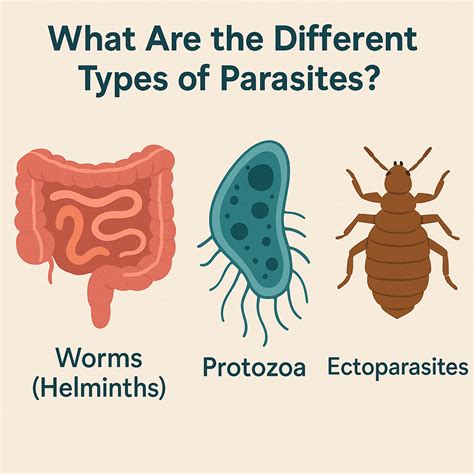 Parasites in Humans: Signs, Causes & Treatments