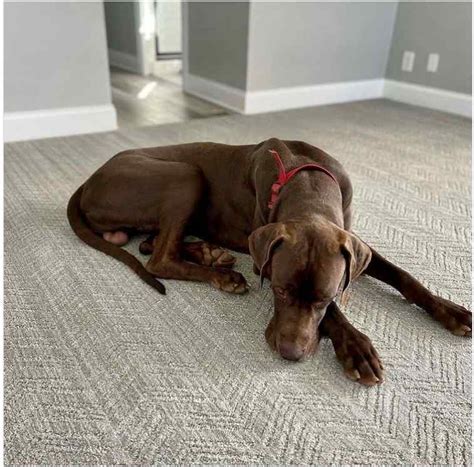 Floor Carpet Designs for Living Room 2026