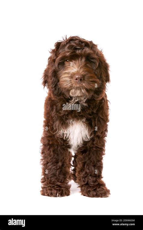 Image result for Cockapoo Light Brown