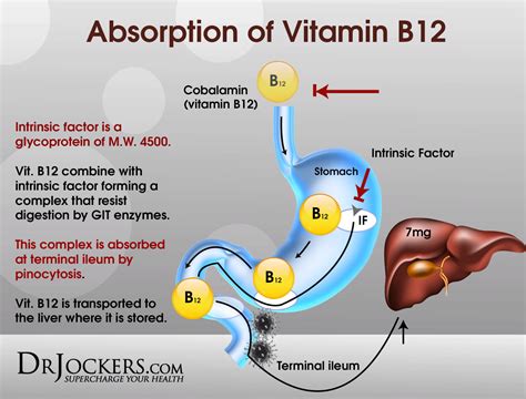 Vitamin B12 Deficiency Symptoms In Sheep at Aurora Mcdonald blog