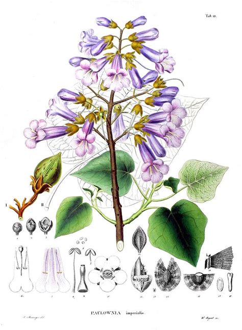 Buy Rare 7 Paulownia Tomentosa Seeds Online in India - Etsy