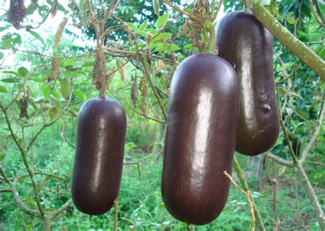 Cassabanana Live Plant (Sicana Odorifera) – veliyathgardens