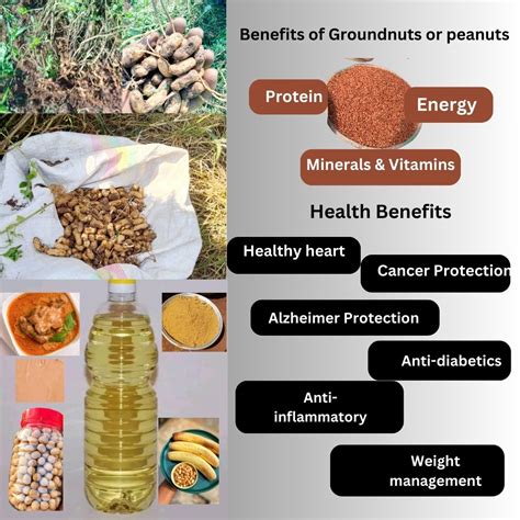 Mahcap | Nutrition and Health Benefits of Groundnuts/Peanuts