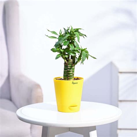 Buy Premium Lotus Bamboo 3 sticks Plant | Ugaoo