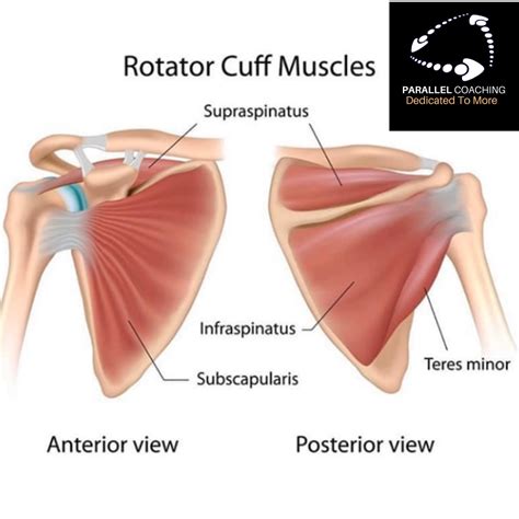 Image result for Rotator Cuff Muscle Actions