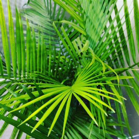 Majesty Palm Care Guide - Indoor and Outdoor Care Tips