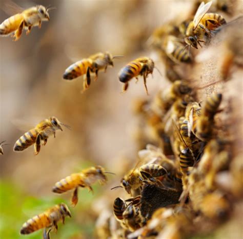 Pest Control Lancaster 的图像结果