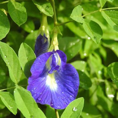Aparajita Blue (Clitoria Ternatea) "Gokarna" - Plant – Lalit Enterprise