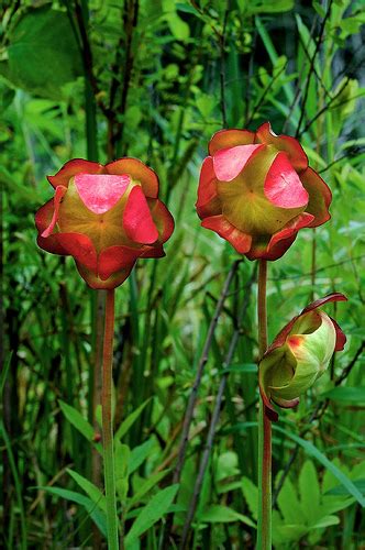 Sarracenia psittacina