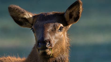 Hikers learn the hard way that elk aren't afraid to bite the hands that feed them | Advnture