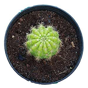 Indian gardens - cactus live plant : Amazon.in: Garden & Outdoors