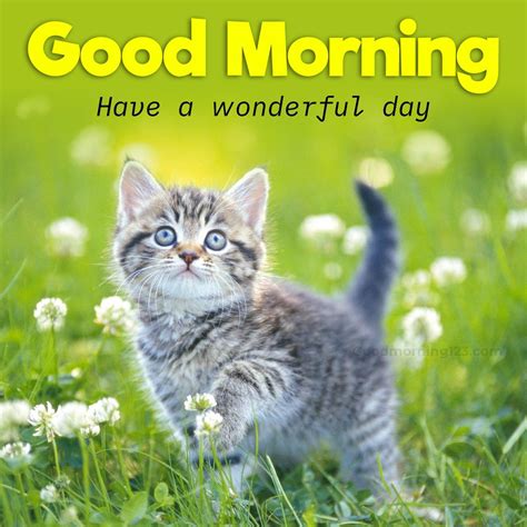 Good Morning Images & GIFs With Cute Penguins