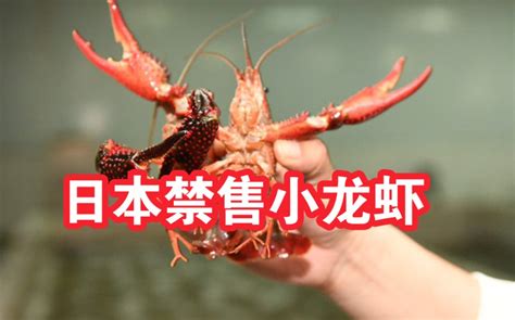 担心造成本土物种灭绝，日本立法禁售小龙虾_腾讯新闻
