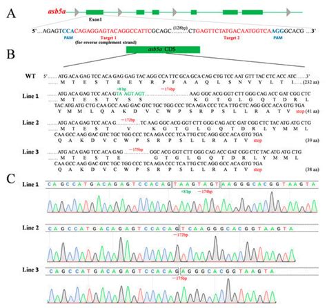 asb5a/asb5b Double Knockout Affects Zebrafish Cardiac Contractile Function