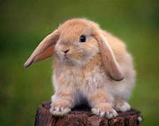 Image result for Holland Lop Grey with White Paws
