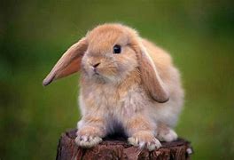 Image result for Holland Lop Rabbit Gray