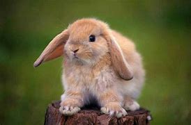 Image result for Baby Fuzzy Lop Rabbits