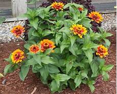 fiori zinnie zinnia piante annuali fiori zinnie zinnia piante annuali