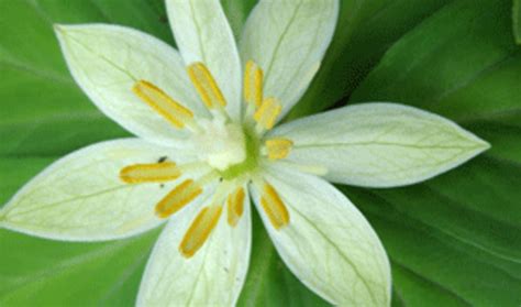 A genome blooms | Broad Institute