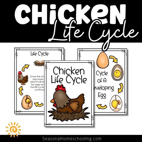 Dive into the Chicken Life Cycle