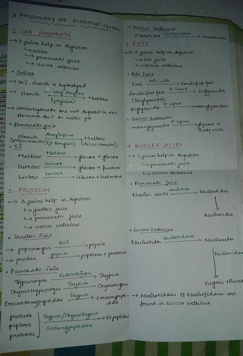 Describe the mechanism of food digestion in human,under different ...