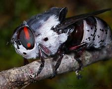 Image result for Rabbit Insect