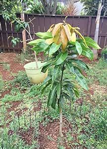 Trothic Gardens Live Dwarf Plant Mango Fruit Himsagar King of All ...