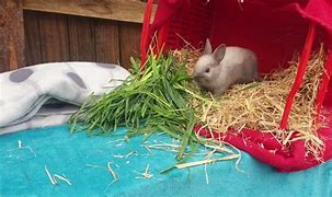 Image result for Spring Backgrounds with Dwarf Bunnies