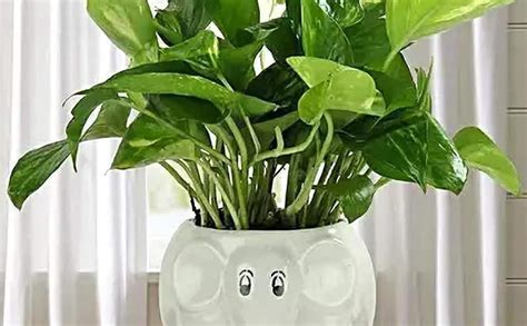 luminescence Baby Elephant Shaped Ceramic Indoor Flower Pot Planter ...