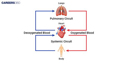 Image result for Explain Double Circulation in Simple From