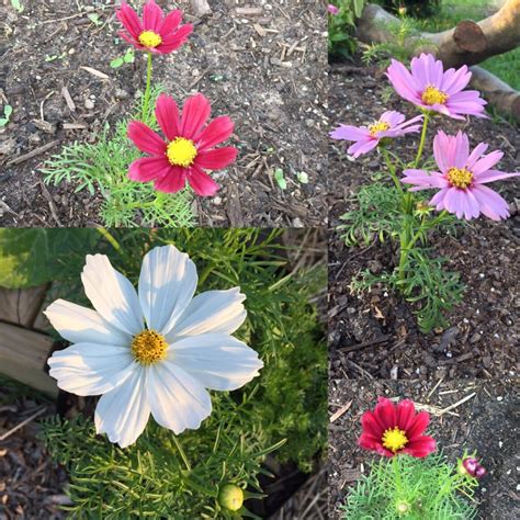 [5+ Top Untold] Cosmos Flower Meanings - Plants Craze